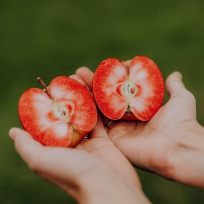 Mele di Lana_Alto Adige, ph. Maike Wittreck