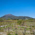 I Vigneti dell'Azienda Vinicola Sorrentino, alle pendici del Vesuvio. Boscotrecase.