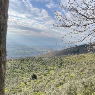 Vista Trevi tra gli Olivi_Umbria