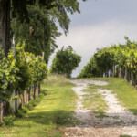 Bardolino, terra di Chiaretto