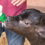 Vitellino di un mese