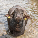 Una bufala nella piscina