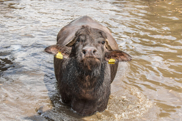 Una bufala nella piscina