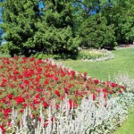 Berna, Rosengarten. Ph. M.Giovenco