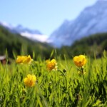 Flower walks_©Lötschental Tourismus