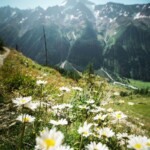 Trenino verde, Flower walks_©Lötschental Tourismus