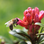 Le città del miele, rododendro Dolomiti bellunesi
