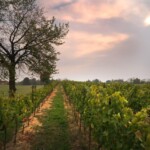 Vigneto Colli Longobardi a Capriano del Colle