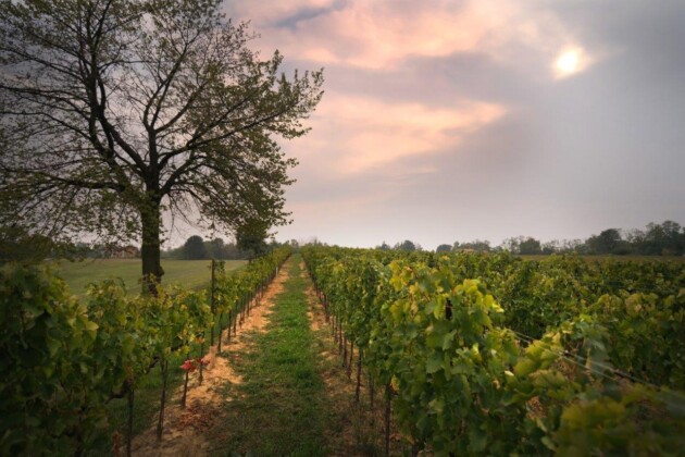 Vigneto Colli Longobardi a Capriano del Colle