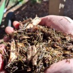 Brunico, Bergila_Oli essenziali. Ph. Marco Giovenco