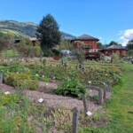 Brunico, Bergila_Oli essenziali. Ph. Marco Giovenco