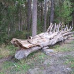 Brunico, Land Art tra Falzes e Issengo- Ph. Marco Giovenco