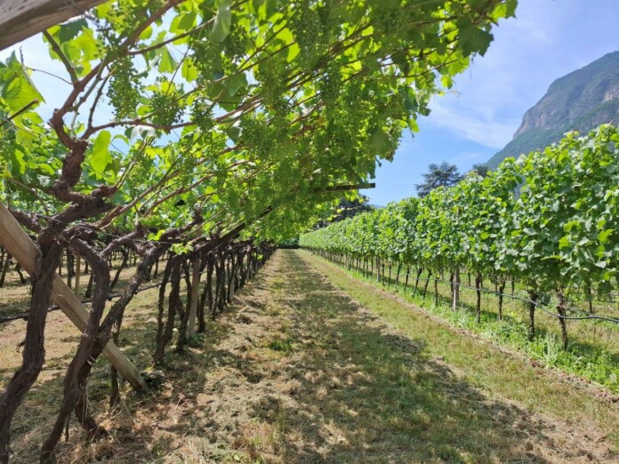Vigneti in Trentino Alto Adige_ph. Marco Giovenco