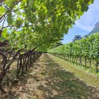 Vigneti in Trentino Alto Adige_ph. Marco Giovenco