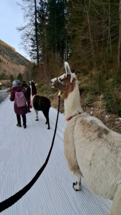 Avvento in Carinzia, il Bergadvent di Mallnitz offre anche il trekking con i Lama, assai apprezzato dai bambini_ph. Marco Giovenco