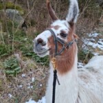 Avvento in Carinzia, il Bergadvent di Mallnitz offre anche il trekking con i Lama, assai apprezzato dai bambini_ph. Marco Giovenco