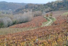 Monferrato, dove il vino diventa racconto Monferrato, vitigni Vinchio Vaglio_ph. Marco Giovenco