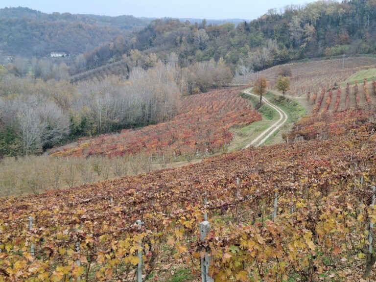 Monferrato, vitigni Vinchio Vaglio_ph. Marco Giovenco
