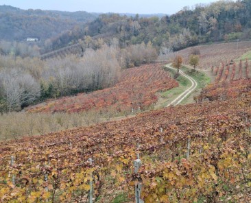 Monferrato, vitigni Vinchio Vaglio_ph. Marco Giovenco