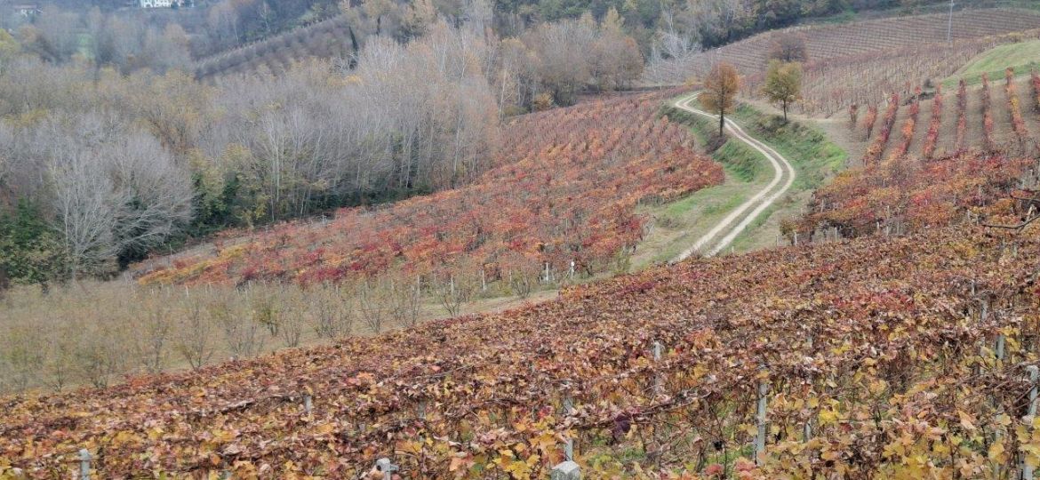 Monferrato, vitigni Vinchio Vaglio_ph. Marco Giovenco