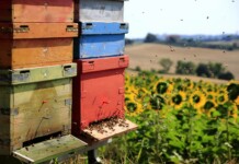 Il miele che parla patois Le Città del Miele, alveari in campo di girasoli