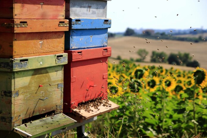 cittàdelmiele3 Le Città del Miele, alveari in campo di girasoli