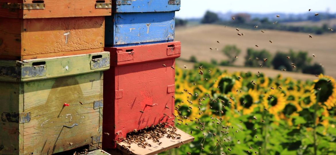 Le Città del Miele, alveari in campo di girasoli