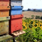 Le Città del Miele, alveari in campo di girasoli